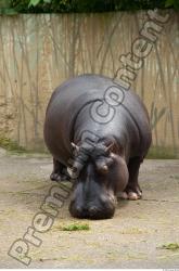 Whole Body Hippopotamus